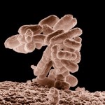 A Cluster Of E. Coli Bacteria (magnification: 10,000 times), Public domain image, http://en.wikipedia.org/wiki/Microorganism